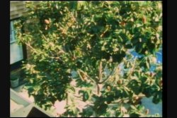 Captura de 'Superstar Bridgette Monet' nº 72
