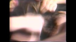 Captura de 'Big Bust Babes Vol. 6: The Breast of America' nº 28