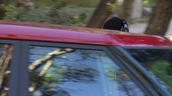 'Busty Cops' screenshot nº 5