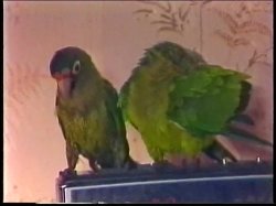 'Lisa Melendez Collection' screenshot nº 90