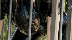 Captura de 'Lucy Loves Latex Lesbians' nº 90
