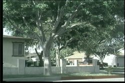 'American Booty' screenshot nº 9