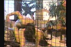 'Oriental Ecstasy' screenshot nº 92