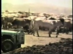 'Peepshow Loops 276: '70s & '80s (All Color)' screenshot nº 52