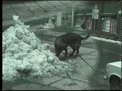 'Euro Face Fucked 6' screenshot nº 1