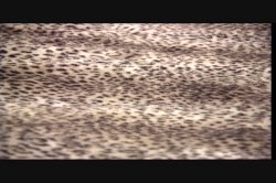 'Real Naturals 18' screenshot nº 2