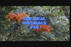 'Real Naturals 18' screenshot nº 1
