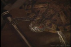 Captura de 'Older Women, Younger Men: A Look Back' nº 70