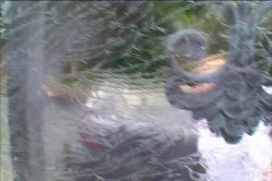 'Joey Silvera's Service Animals 24' screenshot nº 78