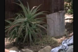 'Whoriental Sex Academy 7' screenshot nº 45