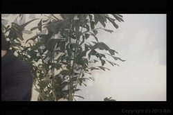 Captura de 'Fantasy Suites' nº 10