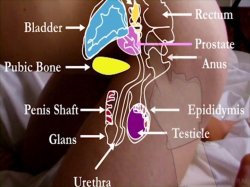'Dr. Ava's Guide To Prostate Pleasure' screenshot nº 5