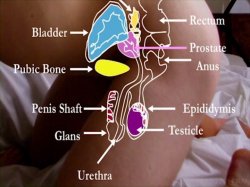 'Dr. Ava's Guide To Prostate Pleasure' screenshot nº 4