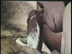 Captura de 'Peepshow Loops 339: 1970s (All Color)' nº 85