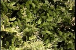 Captura de 'Black Cherry Coeds 2' nº 27