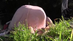 Captura de 'Lesbians In The Wild' nº 17